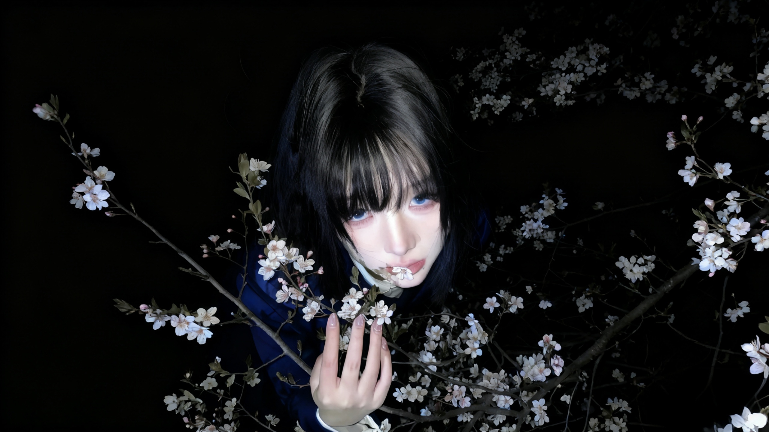 【哲风壁纸】夜晚花树-夜樱